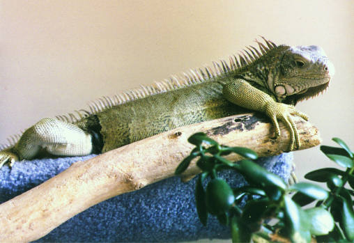 Kiwi 6 Aug 99